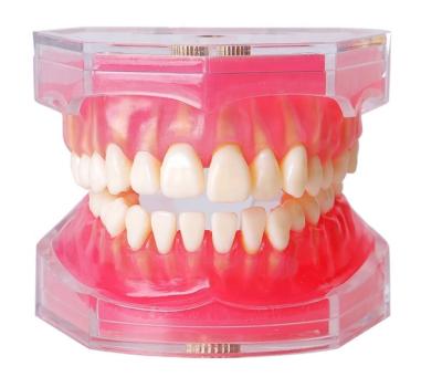 China Dental Teaching Model Dental Gum Model Soft Tooth Extraction Teaching Exercise Tooth Model for sale