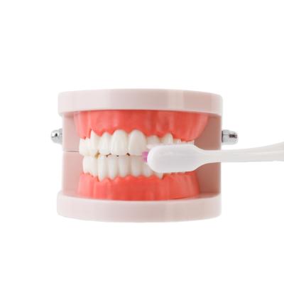 China Durable Dental Teaching Oral Health Care Kindergarten Practice Brushing Model Dental Denture Model for sale