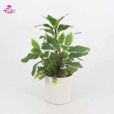 China Wholesale Hot Sale Minimalist Desktop Artificial Euonymus Japonicus Plants With Plastic Pot For Indoor Home Decor for sale