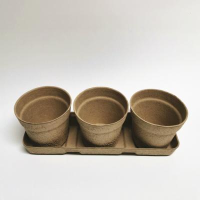 China Durable Wholesale Biodegradable Pulp Molding Seedling Cup With Bottom for sale