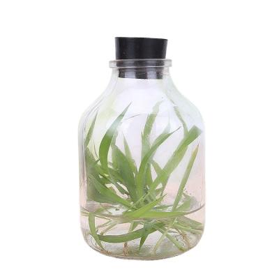 China High Quality Agriculture Lab Equipment Plant Tissue Culture Flask and Pot 195ml 240ml 350ml 480ml 650ml for sale