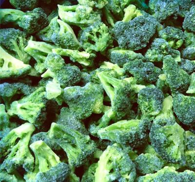 China New Season Broccoli IQF Congelado Frozen Broccoli Vegetables FROZEN Broccoli Vegetables for sale