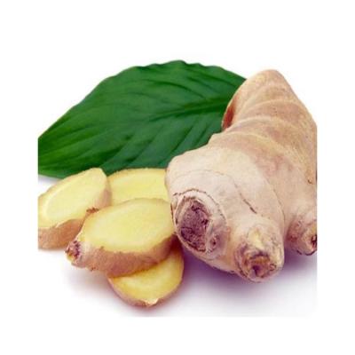 China Hot Sale Ginger Export Fresh Cheap Price Organic Ginger Fresh for sale