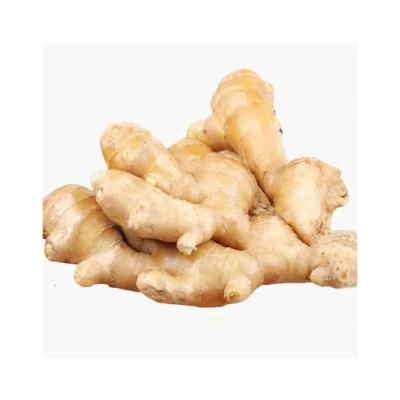 China Farm Fresh Ginger Market Price For High Grade Fresh Ginger for sale