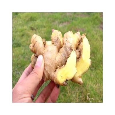 China Manufacturers Fresh Garlic Ginger Price In China 2022 Fresh Direct Selling for sale