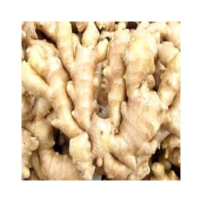 China Fresh Ginger Chinese Price Of Fresh Exceptional Quality Popular Fresh Ginger for sale