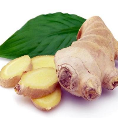 China Fresh Ginger For Sell Quality Root Popular Outstanding Market Price for sale