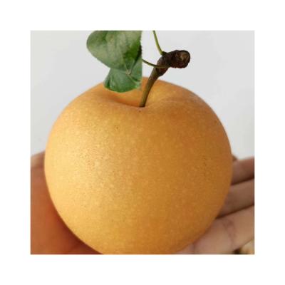 China 2022 fresh pears online wholesale fresh fruit fresh pear for sale