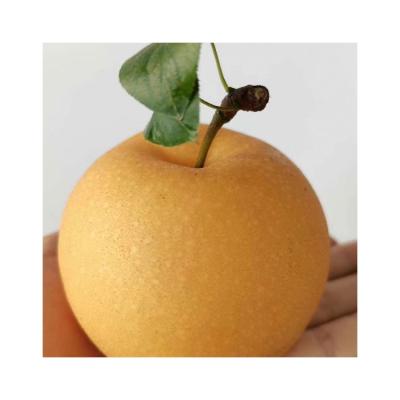 China Original factory wholesale fresh fruit pears fruit pear for sale