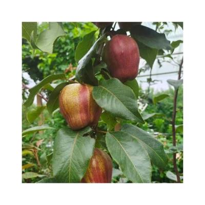 China China Top Quality Fresh Pear Tyrkey Fresh Pear for sale