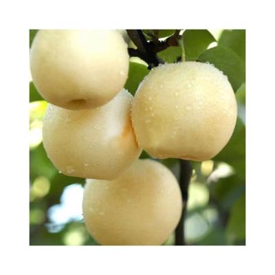 China Fresh High Quality Fresh Pears Bulk Buy Fresh Pears Pear for sale