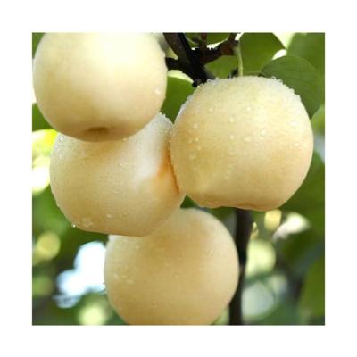 China Chinatyrkey fresh pear factory price fresh fresh pear for sale