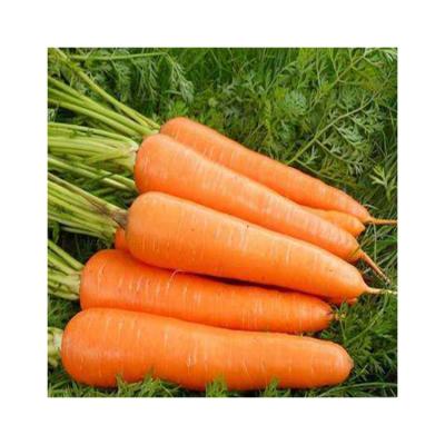 China Fresh high quality marker export factory price red carrot for sale