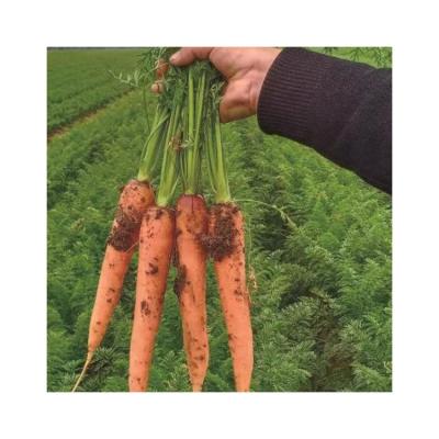 China Hot High Quality Fresh Carrot Planter Easter Sale Fresh Carrots for sale