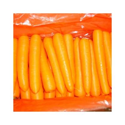 China Wholesale Fresh Cheap Price Carrot Seed Hybrid Carrot Seeds For Planting for sale