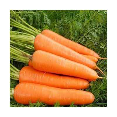 China Fresh hot selling wholesale carrots export fresh red carrot for sale