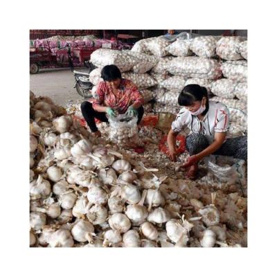 China China Wholesale Supplier Fresh Chinese 4P Pure White Garlic for sale