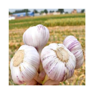 China Manufacturers Fresh Garlic Wholesale Wholesale Price China Direct for sale