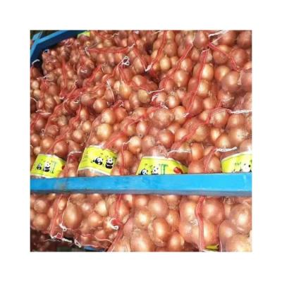 China Factory direct sale fresh red onion wholesale onion for sale