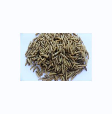 China Chinese pet food suppliers wholesale DM worm bird food pellet yellow pet food for sale