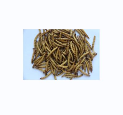 China Chinese Bird Food Maker Microwave Dried Mealworm Superworm Bird Food for sale