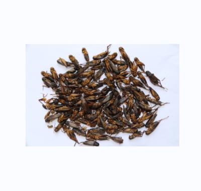 China Wholesale Hot Selling Sun Dried Black Fish Food Crickets Bird Food Pet Food for sale