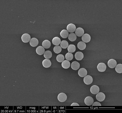 China 200 Nm Streptavidin Biotinylated Antibodies With Effectively For Immunoassay for sale