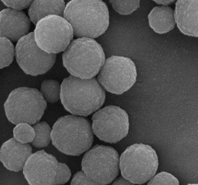 China 500nm gotas magnéticas de la silicona de 10 ml para la extracción de la DNA con magnetismo fuerte estupendo en venta