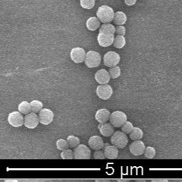 Китай Шарики полимера полимера магнитные на mg/mL Immunodiagnosis 300nm 10 5 mL продается