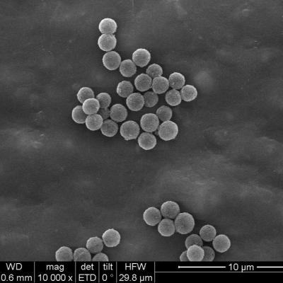 China SA Streptavidin kapselte magnetische Perlen 300nm für Sonden-Gefangennahme 10 mg/ml 100 ml ein zu verkaufen