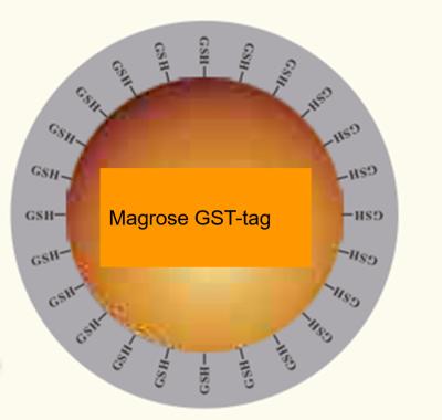 China Protein Purification GSH Agarose Beads 30 μm 10% Volume Ratio 100 mL for sale