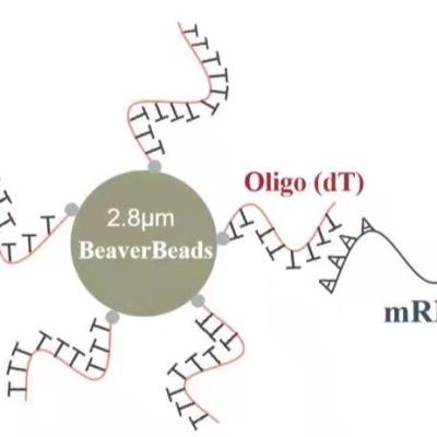 China 2 mL 2.8 μm Oligo dT Magnetic Beads Capture High Quality mRNA for sale