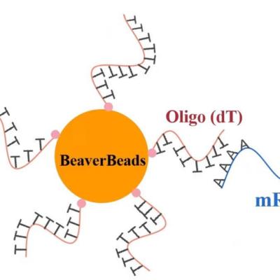 China 1mL 2,8 Oligo dT μm Magnetische Parels voor DNA-BibliotheekBouwdoos FDA Te koop