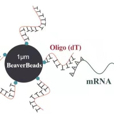 China 1 ML 1 μM Magnetic Beads Coupled With Oligo DT for sale