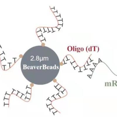 China 5 mL 2.8 μm Oligo dT Magnetic Beads Dna Library Construction Kit Capture High Quality mRNA for sale