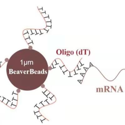 China 5 ml 1 μm Magnetische van de de Bibliotheekbouw van Parelsdna dT van Kit Oligo binden mRNA Polya Te koop