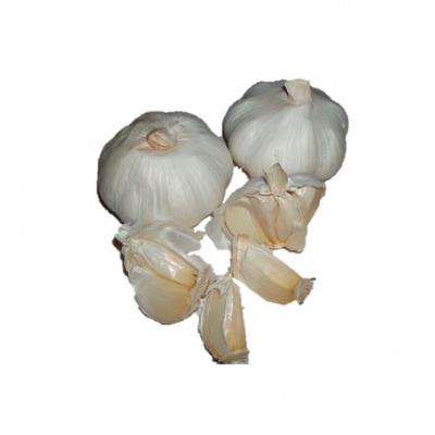 China Inporter Dry Dehydrated Bulk Extract Supplement Allicin Wholesale Buyers Price Organic Garlic Powder for sale