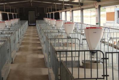 China Fatten pigs pig pen/pig farm pen/finish pig pen/pig feeder bed pig feeder side pig fattening pens doubles for sale