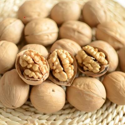 China Delicious Carpathian Walnuts The Ideal Ingredient for Your Content à venda