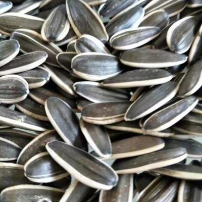 Cina Sunflower Seeds T6 The Perfect Match for Your Customer Requirements in vendita