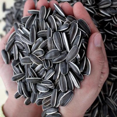 China Upgrade Your B2B Game with Sunflower Seeds 3668 for sale