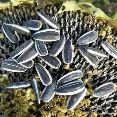 China Experience the Benefits of Sunflower Seeds T5 in Your Business for sale