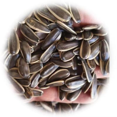 China Sunflower Seeds T5 The Ultimate Snack for Health-Conscious Consumers for sale