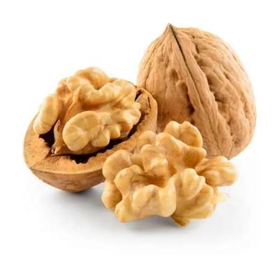 China China New Crop Hot Sale In Turkey From China Walnuts Kernel Halves Paper Shell Walnut for sale