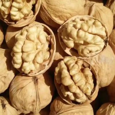 China Get Ahead of the Competition with Walnut Kernel Xin 2 for sale