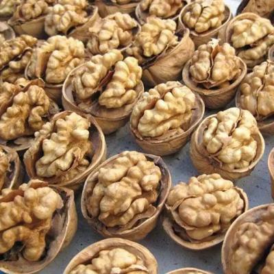 China Streamline Your Production Process with Walnut Meat Central 2 for sale