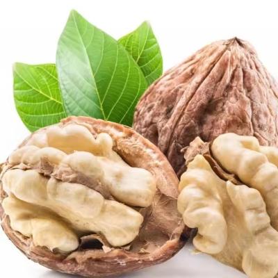 Cina Common Cultivation Type Walnut Type 185/xin 2/33 recommended products Array in vendita