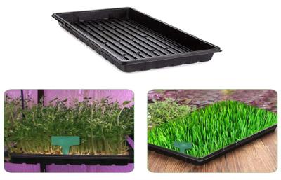 China Dining Room Cells Plastic Germination Trays Tomato Grow Starting for sale