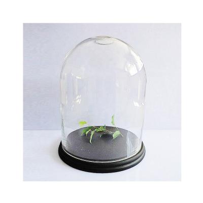 China Dishwasher Safe Clear Glass Cloche with Wooden Base Glass Dome with Base for sale