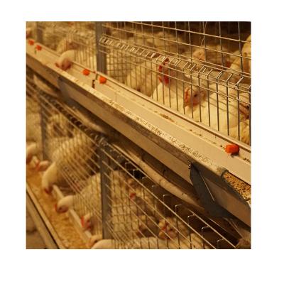 China Chicken Farm Poultry Farm Rabbit Equipment Full Automatic Controlled Thrown Poultry Farm for sale